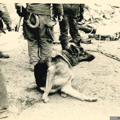 foto di un cane di razza pastore tedesco seduto ai piedi del suo conduttore. I militari in supporto nella ricerca dei corpi sotto le macerie del terremoto dell'Irpinia, erano di nazionalità francese